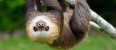 Sloth-banner-1-1-2