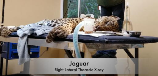 Jaguar sedated and prepared for X-ray