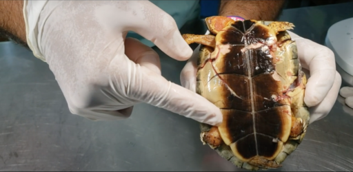 Baby sea turtle pointed by man's hand with a surgical globe