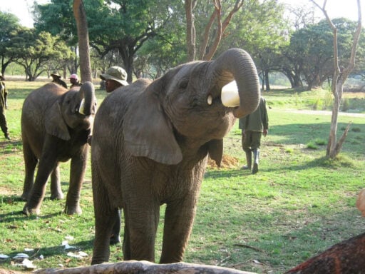 Elephants drinking their milk