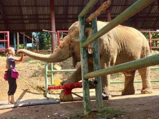 Vet reach by Elephant trunk