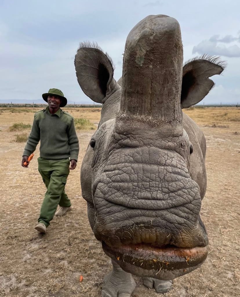 Preparing for A Rhino Rescue Mission