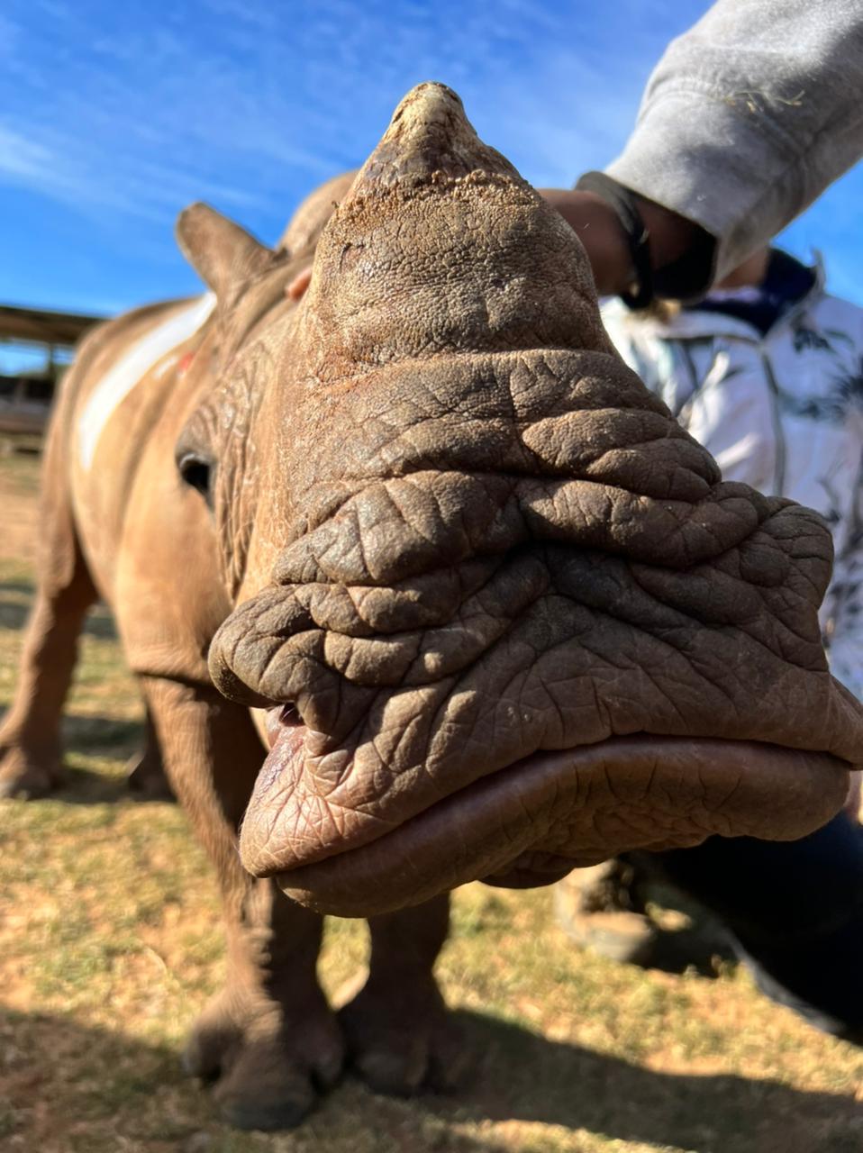 Rhino Conservation and Management - Loop Abroad - Veterinary