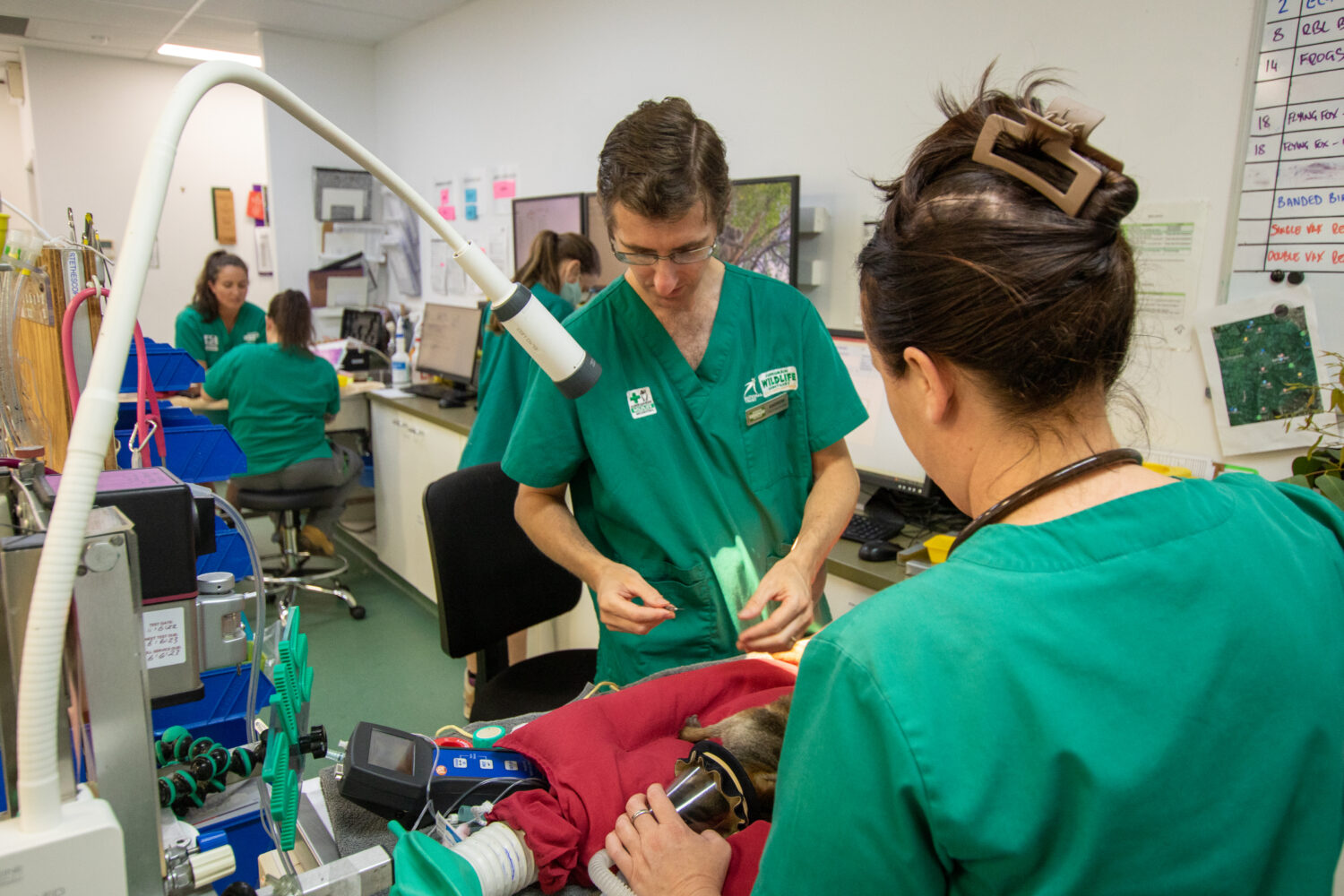 Veterinary Internships in Belize and Greece Loop Abroad