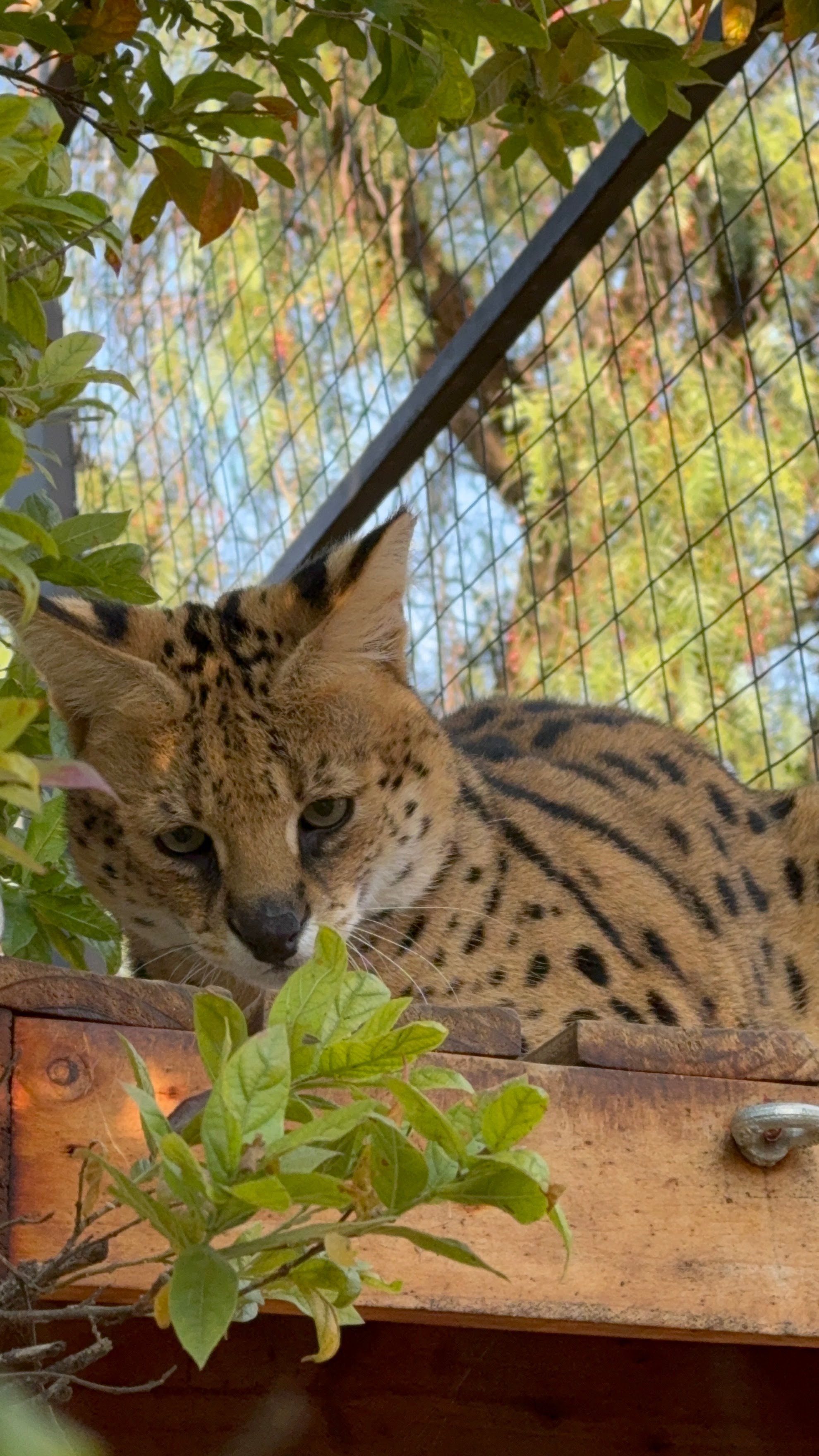 Zoo animals